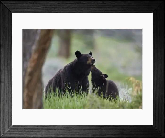 Framed Print : Black Bear (Ursus americanus), sow and yearling cub, Yellowstone National Park, Wyoming Framed Print : Black Bear (Ursus americanus), sow and yearling cub, Yellowstone National Park, Wyoming