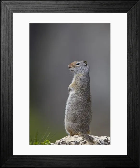 Framed Print : Uinta Ground Squirrel (Urocitellus armatus), Yellowstone National Park, Wyoming Framed Print : Uinta Ground Squirrel (Urocitellus armatus), Yellowstone National Park, Wyoming