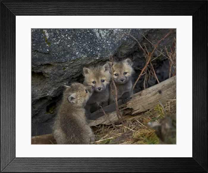 Framed Print : Red Fox (Vulpes vulpes or Vulpes fulva) kits, Yellowstone National Park, Wyoming Framed Print : Red Fox (Vulpes vulpes or Vulpes fulva) kits, Yellowstone National Park, Wyoming