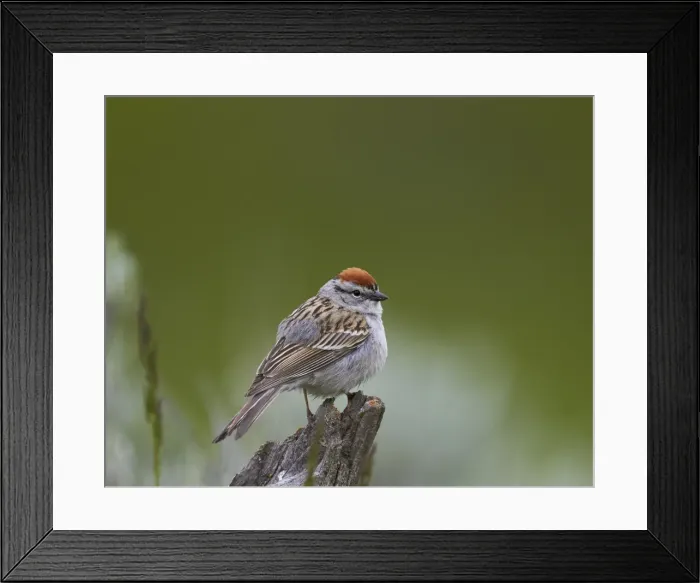 Framed Print : American Tree Sparrow (Spizella arborea), Yellowstone National Park, Wyoming, United Framed Print : American Tree Sparrow (Spizella arborea), Yellowstone National Park, Wyoming, United