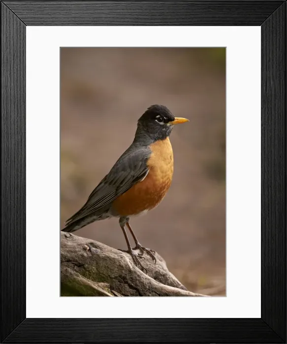 Framed Print : American Robin (Turdus migratorius), Yellowstone National Park, Wyoming, United States of America Framed Print : American Robin (Turdus migratorius), Yellowstone National Park, Wyoming, United States of America