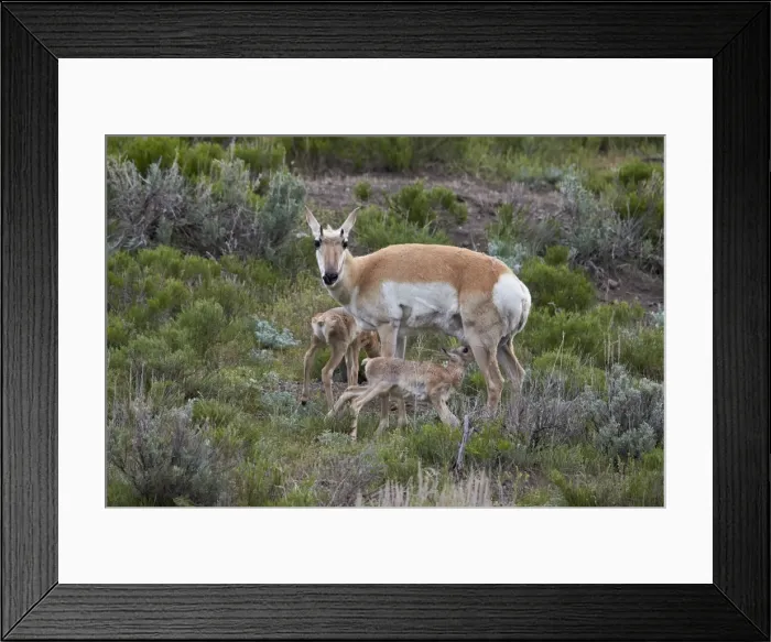 Framed Print : Pronghorn (Antilocapra americana) doe and two days-old fawns, Yellowstone National Park Framed Print : Pronghorn (Antilocapra americana) doe and two days-old fawns, Yellowstone National Park