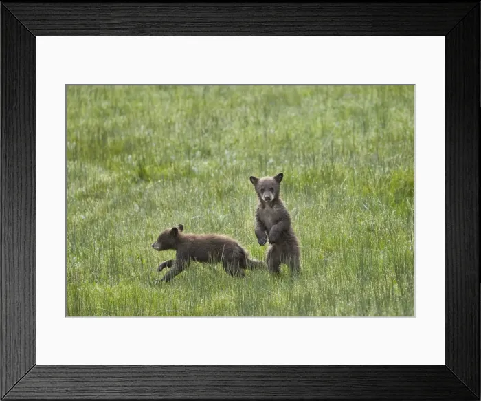 Framed Print : Black Bear (Ursus americanus), two chocolate cubs of the year or spring cubs, Yellowstone Framed Print : Black Bear (Ursus americanus), two chocolate cubs of the year or spring cubs, Yellowstone