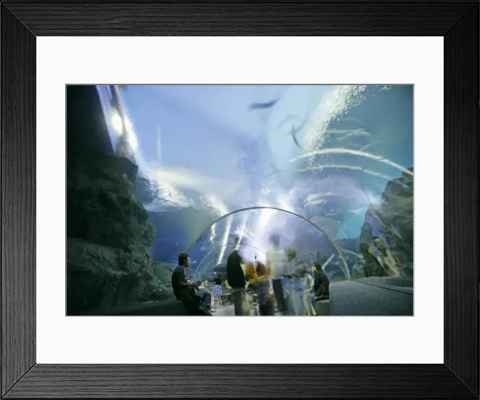 Framed Print : Ocean World Framed Print : Ocean World