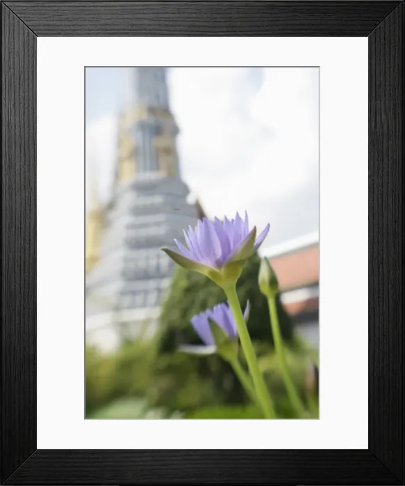 Framed Print : Waterlily, Wat Phra Kaew Framed Print : Waterlily, Wat Phra Kaew