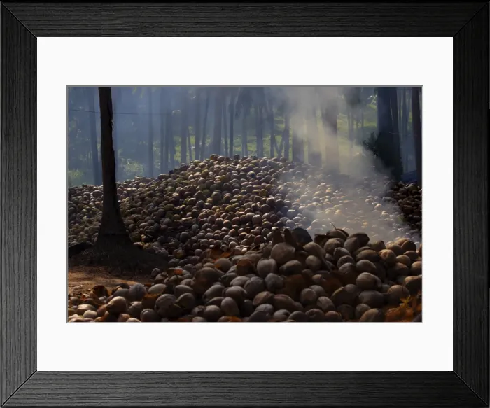 Framed Print : Piles of coconuts on Koh Samui Framed Print : Piles of coconuts on Koh Samui