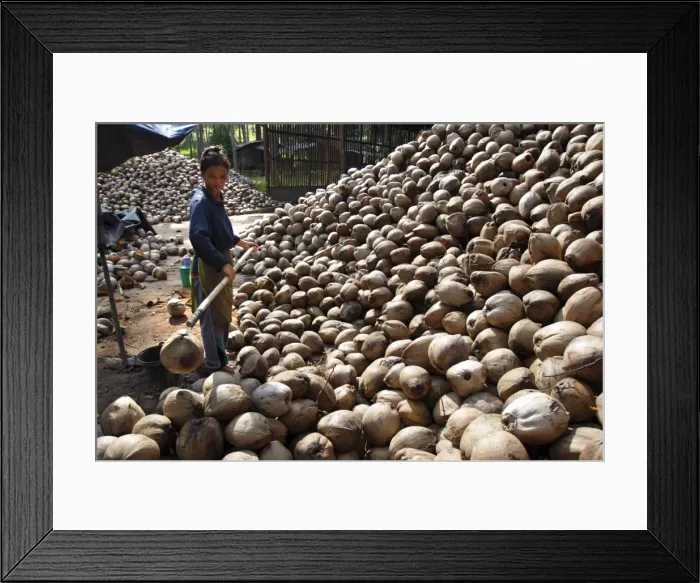 Framed Print : Coconut plantation on Koh Samui