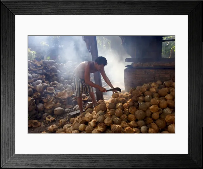 Framed Print : Drying coconuts on Koh Samui Framed Print : Drying coconuts on Koh Samui