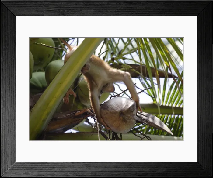 Framed Print : A trained monkey picks coconuts on Koh Samui Framed Print : A trained monkey picks coconuts on Koh Samui
