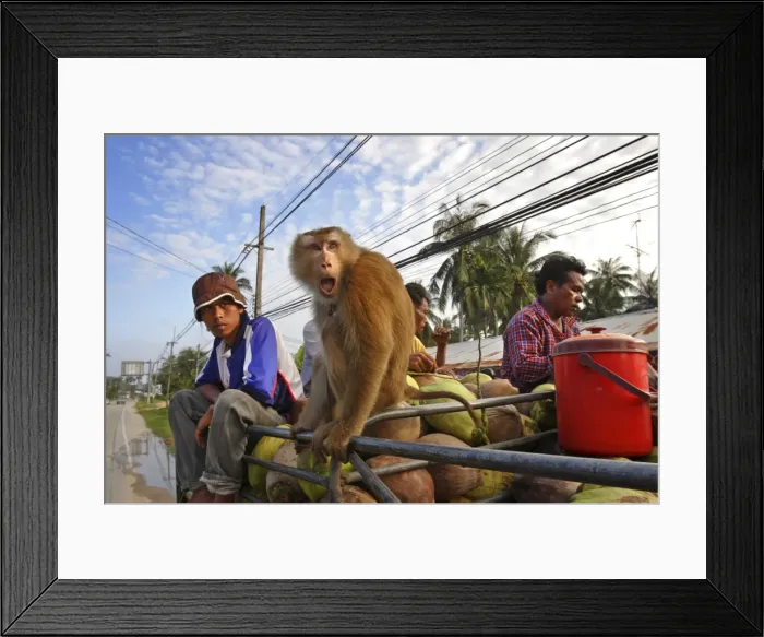 Framed Print : Coconut pickers transport their harvest across Koh Samui Framed Print : Coconut pickers transport their harvest across Koh Samui