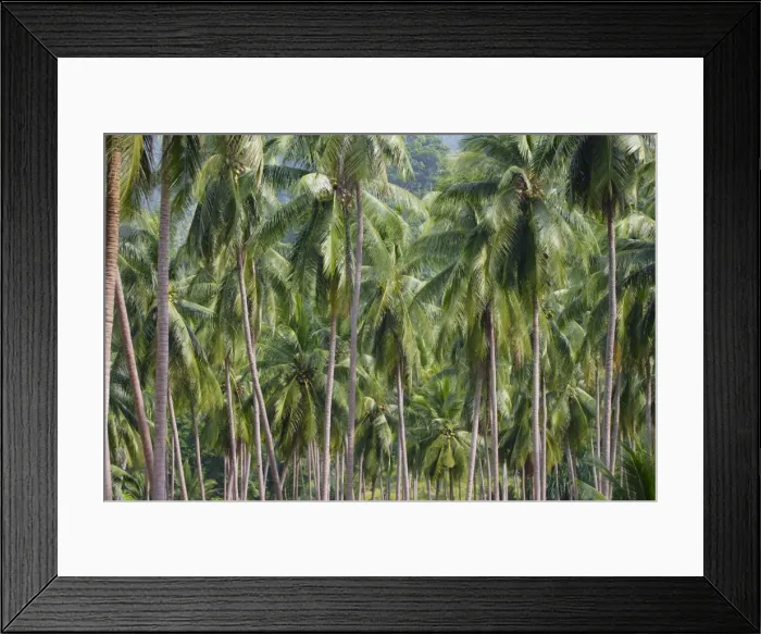 Framed Print : Coconut Palms Framed Print : Coconut Palms