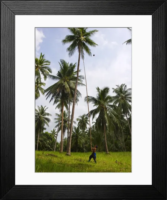 Framed Print : Removing coconuts using a bamboo pole Framed Print : Removing coconuts using a bamboo pole
