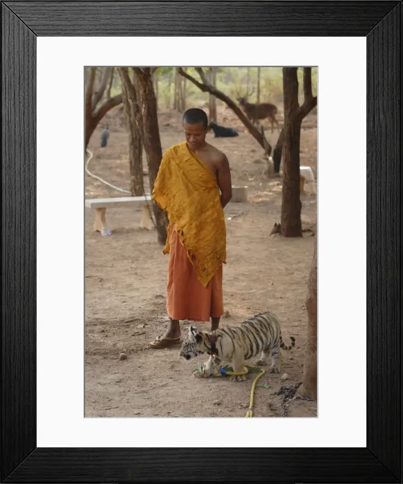 Framed Print : Buddhist monk watches over a tiger cub at Tiger Temple Framed Print : Buddhist monk watches over a tiger cub at Tiger Temple