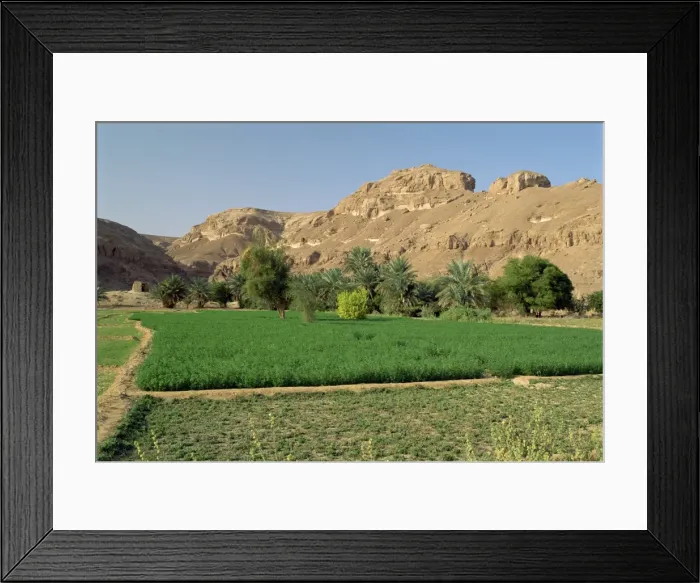 Framed Print : Fertile fields and palm trees Framed Print : Fertile fields and palm trees