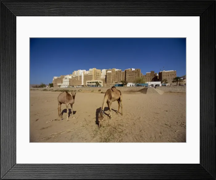 Framed Print : Camels, with the backs of the tall mud brick houses Framed Print : Camels, with the backs of the tall mud brick houses