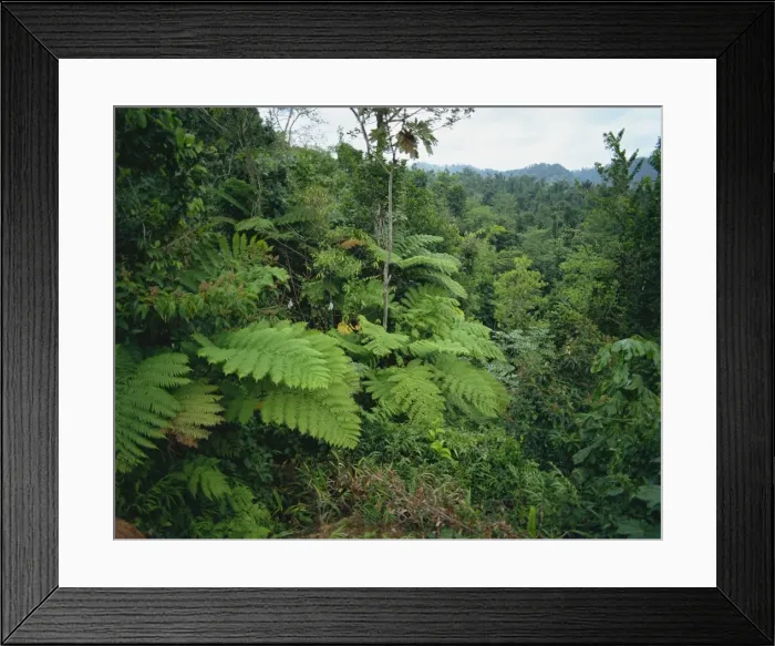 Framed Print : Rain forest, St