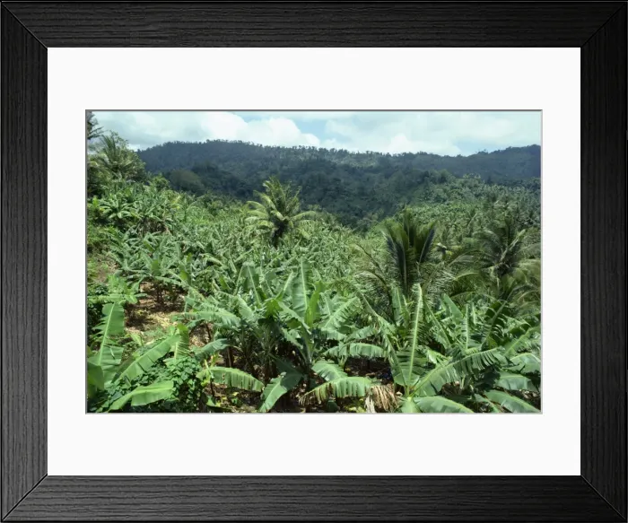 Framed Print : Banana plantation, St Framed Print : Banana plantation, St