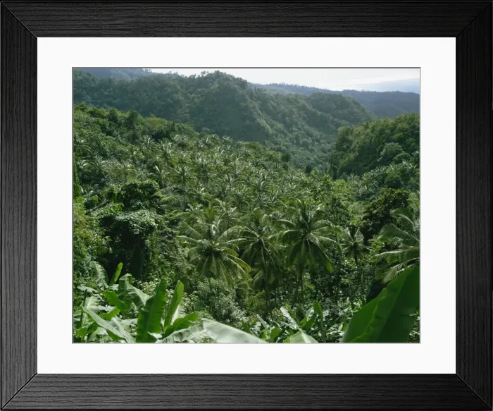 Framed Print : Coconut plantation, St Framed Print : Coconut plantation, St