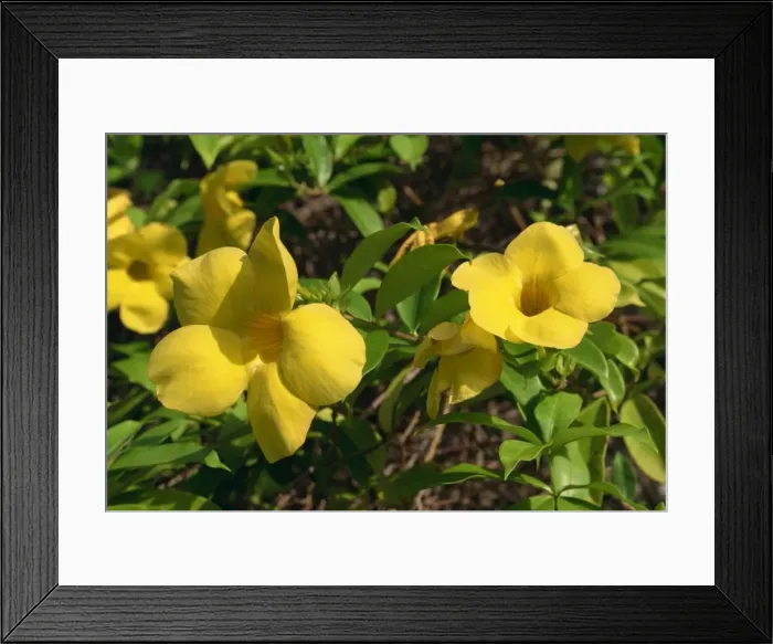 Framed Print : Flowers, Grenada Framed Print : Flowers, Grenada