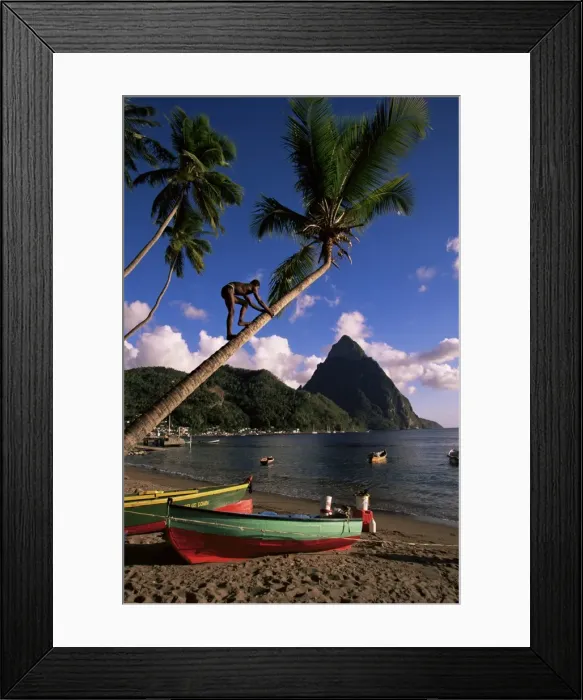 Framed Print : A local man climibing a coconut tree Framed Print : A local man climibing a coconut tree