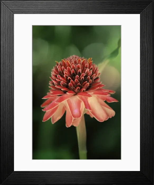 Framed Print : Torch ginger flower, St Framed Print : Torch ginger flower, St