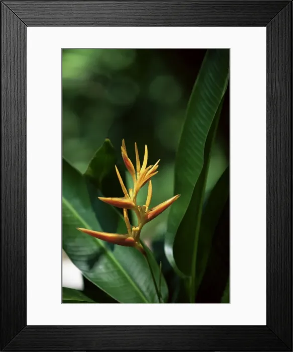 Framed Print : Heliconia flower, St Framed Print : Heliconia flower, St