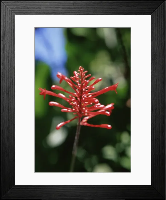 Framed Print : Tropical flower, St Framed Print : Tropical flower, St