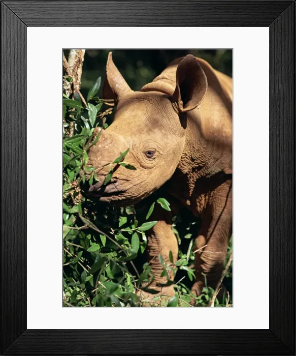 Framed Print : Baby black rhinoceros Framed Print : Baby black rhinoceros