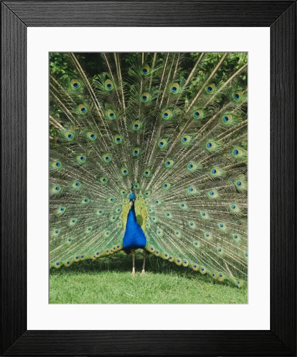 Framed Print : Male peacock Framed Print : Male peacock