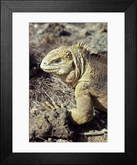 Framed Print : Land iguana Framed Print : Land iguana