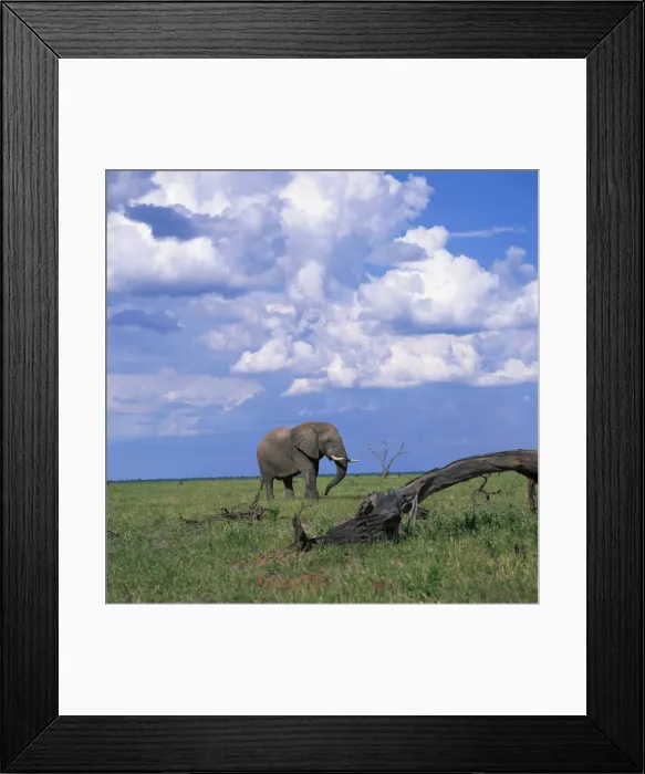 Framed Print : Elephant in Chobe National Park Framed Print : Elephant in Chobe National Park