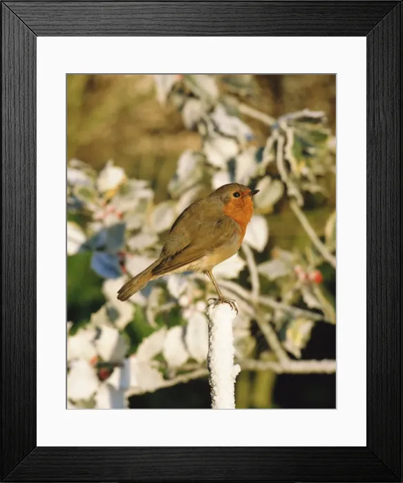 Framed Print : Close-up of a robin