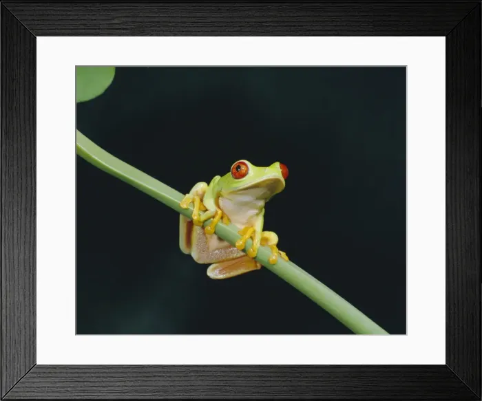 Framed Print : Red eyed tree frog (Agalythnis Callidryas) Framed Print : Red eyed tree frog (Agalythnis Callidryas)