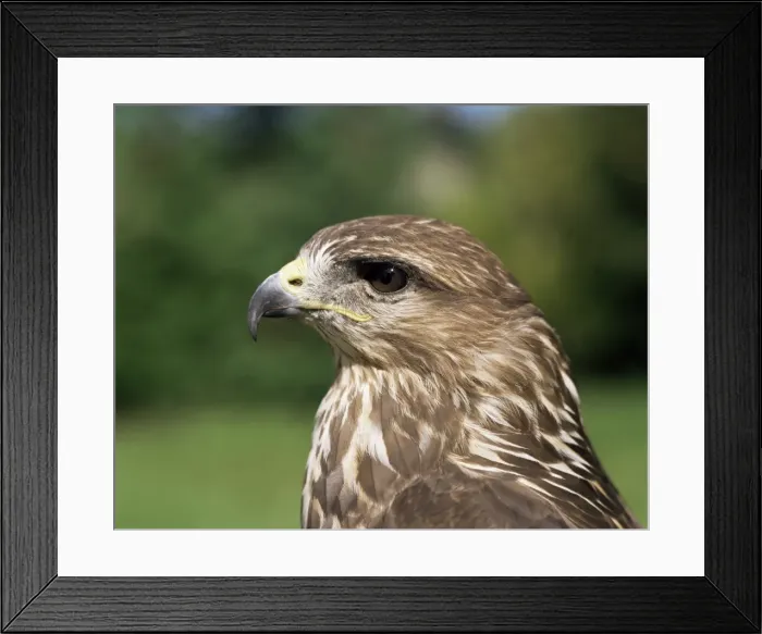 Framed Print : Head of a buzzard Framed Print : Head of a buzzard