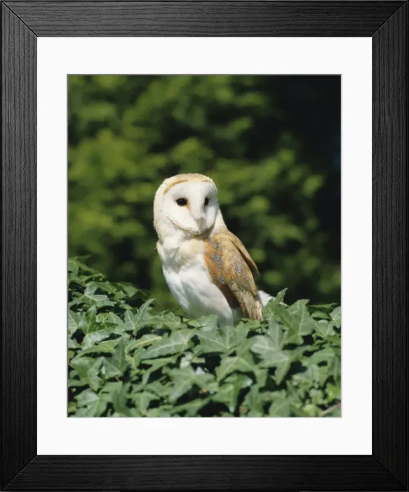 Framed Print : Portrait of a barn owl Framed Print : Portrait of a barn owl