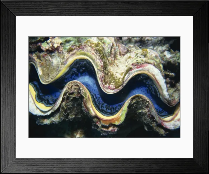 Framed Print : Close-up of a giant clams mouth Framed Print : Close-up of a giant clams mouth