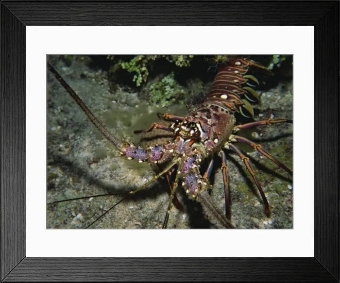Framed Print : Close-up of a spiny lobster