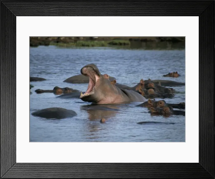Framed Print : Hippos, Chobe National Park Framed Print : Hippos, Chobe National Park