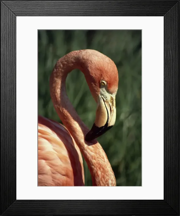 Framed Print : Flamingo Framed Print : Flamingo