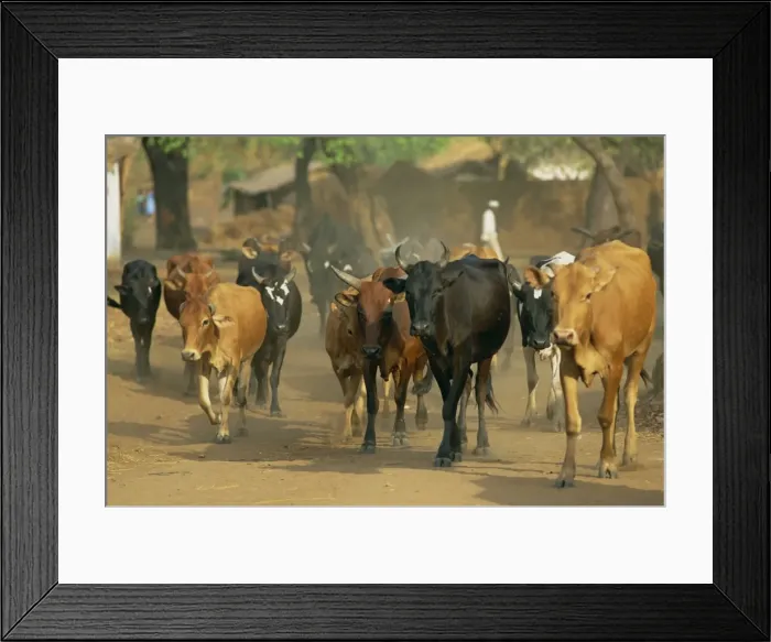 Framed Print : Cattle herded through village Framed Print : Cattle herded through village