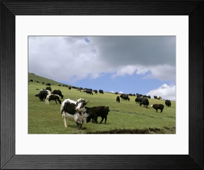Framed Print : Herd of yak Framed Print : Herd of yak