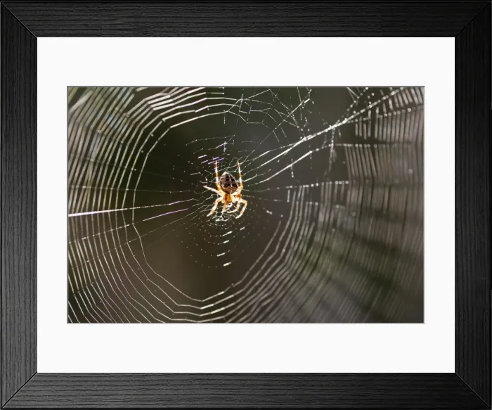 Framed Print : Common spider in the center of its web Framed Print : Common spider in the center of its web