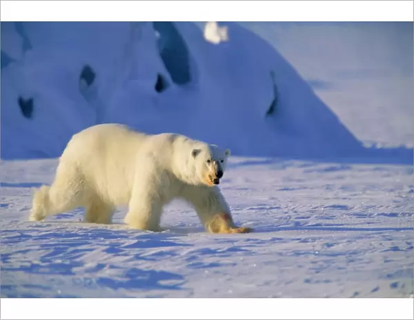 Male Polar Bear(Ursus maritimus) in spring