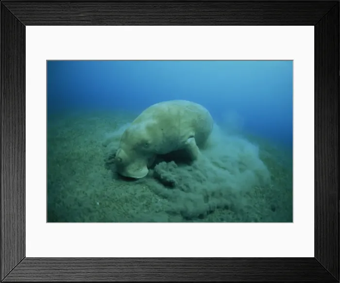 Framed Print : Feeding on sea grass Framed Print : Feeding on sea grass