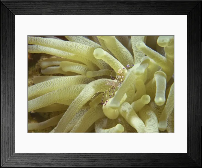 Framed Print : Spotted cleaner shrimp in giant anemone