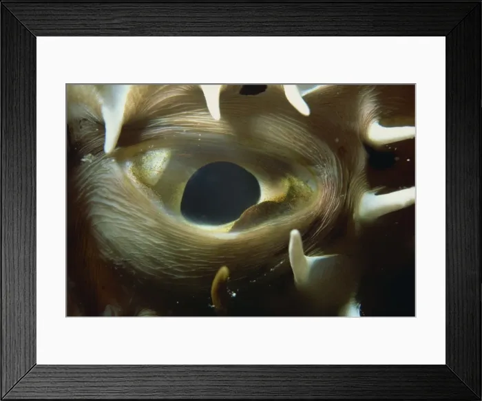 Framed Print : Close-up of eye of spiny pufferfish (Arothron hispidus) Framed Print : Close-up of eye of spiny pufferfish (Arothron hispidus)