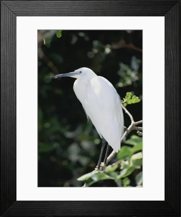 Framed Print : Little Egret Framed Print : Little Egret