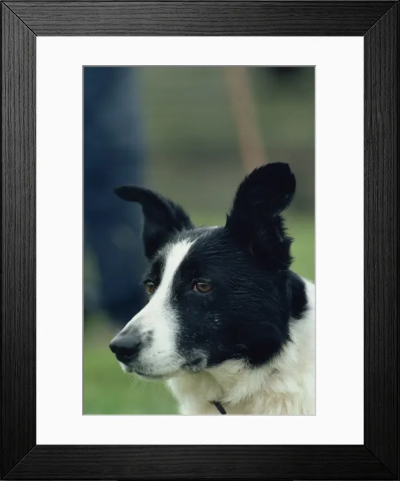 Framed Print : Portrait of a sheep dog Framed Print : Portrait of a sheep dog