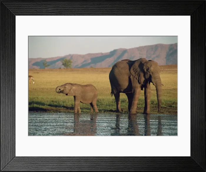 Framed Print : Elephant and calf Framed Print : Elephant and calf