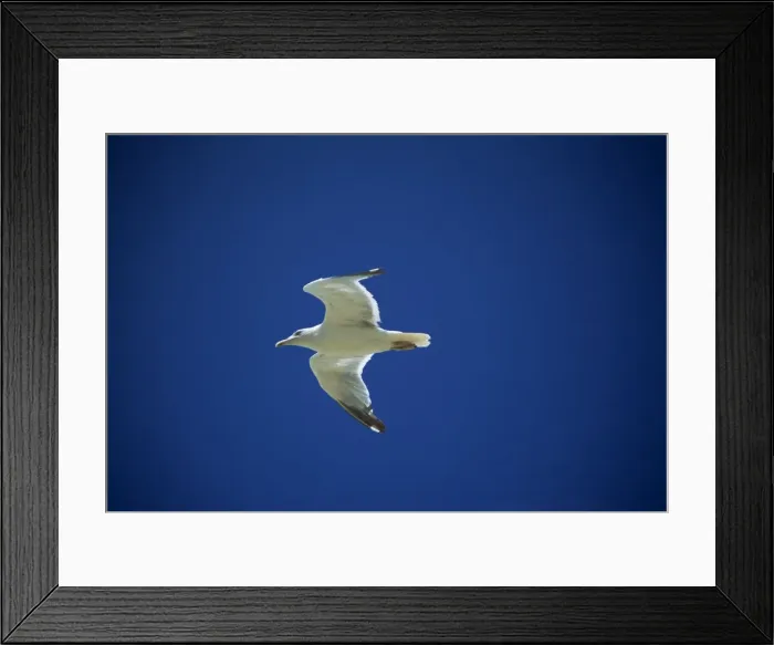 Framed Print : Seagull in flight Framed Print : Seagull in flight